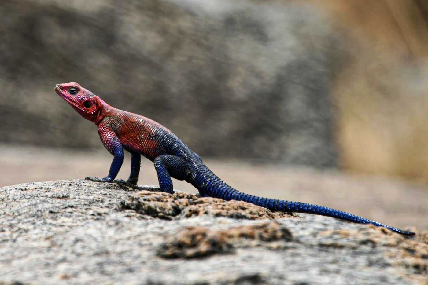 Agama, identidade · tech (Agama), imagem 2 de 18